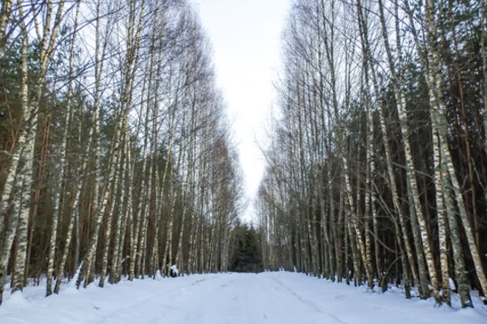 „Žinovų klubo“ testas. Ką žinote apie Lietuvos gyvenvietes iš B, C ir Č raidžių?
