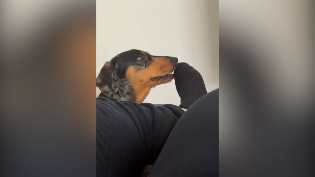 Keturkojo planas pasisuko netikėta linkme: šeimininkas sulaukė smerkiančio žvilgsnio