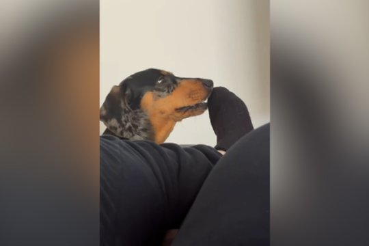 Keturkojo planas pasisuko netikėta linkme: šeimininkas sulaukė smerkiančio žvilgsnio