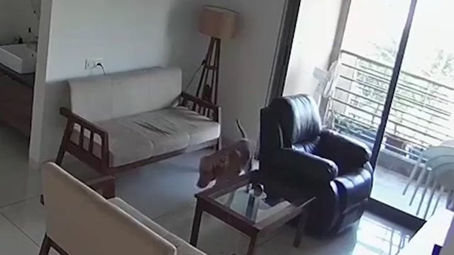 Šeimininkas užfiksavo, ką veikia šuo kai jo nėra namuose: nusitaikė į pagrindinę vietą