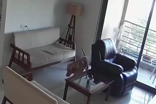 Šeimininkas užfiksavo, ką veikia šuo kai jo nėra namuose: nusitaikė į pagrindinę vietą