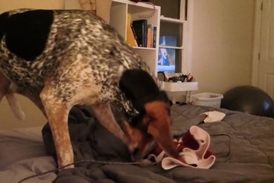 Tobulumas reikalauja pastangų: kol šuo įsipatogino praėjo visa amžinybė