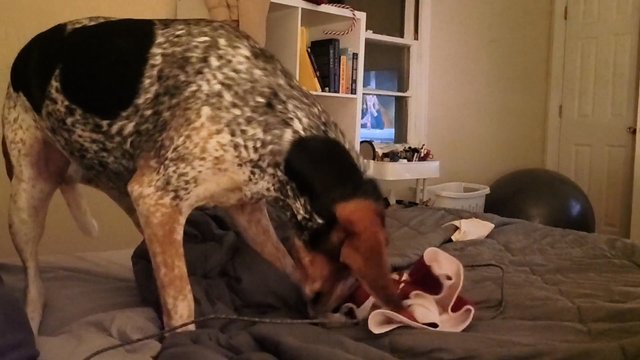 Tobulumas reikalauja pastangų: kol šuo įsipatogino praėjo visa amžinybė