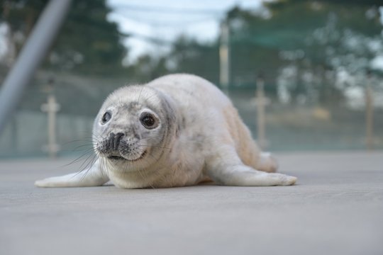 Metas, kai pasirodo ruonių jaunikliai: kaip elgtis pastebėjus ir kaip atpažinti, ar jam reikia pagalbos?