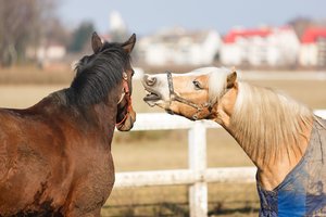 Garsas, kurį girdėjome kiekvienas – bet gamtoje jis yra unikalus