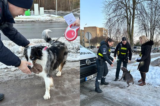 Šunų šeimininkams – ir tarnybų dėmesys: tikrino, ar laikosi taisyklių