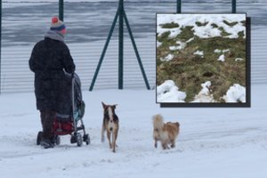 Įspėja, kad Širvintų r. šunų šeimininkams gresia naujas mokestis