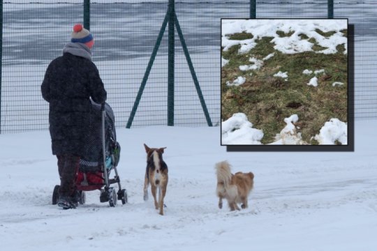 Įspėja, kad Širvintų r. šunų šeimininkams gresia naujas mokestis