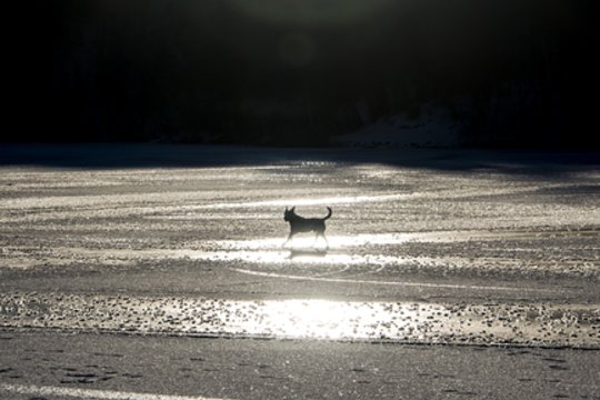 Po žiemos – mirtini spąstai augintiniams: įspėja, kaip apsaugoti
