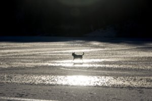 Po žiemos – mirtini spąstai augintiniams: įspėja, kaip apsaugoti