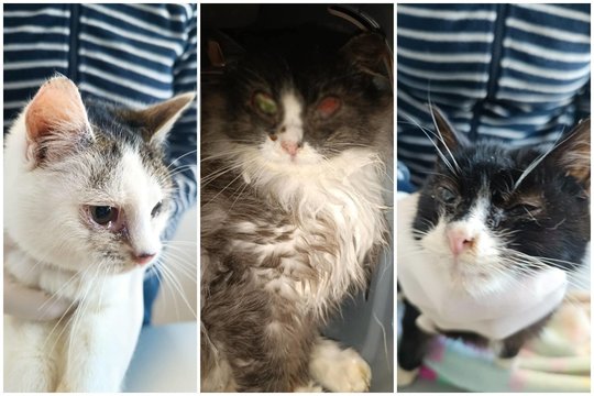 „Ši žiema jiems būtų buvusi pirma ir paskutinė“: 3 kačiukai išgyveno tik dėl neabejingo žmogaus