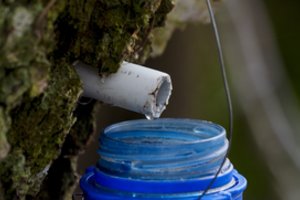 Prasidedant sulos sezonui – priminimas