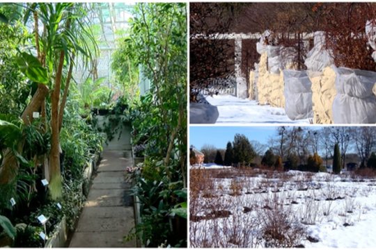 Kauno botanikos sodas baiminasi šalčių padarytų nuostolių: gali tekti atsodinti lauko augalus