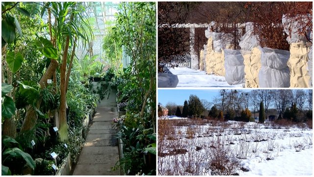 Kauno botanikos sodas baiminasi šalčių padarytų nuostolių: gali tekti atsodinti lauko augalus