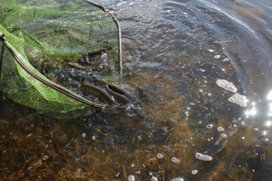 Ministerija: žuvų įveisimui šiemet bus skirta 300 tūkst. eurų