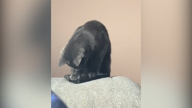 Žadintuvo garso nemėgsta ne tik žmonės: pamatykite, kaip reaguoja keturkojis