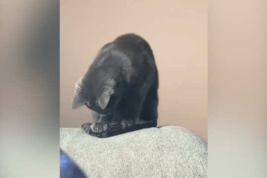 Žadintuvo garso nemėgsta ne tik žmonės: pamatykite, kaip reaguoja keturkojis