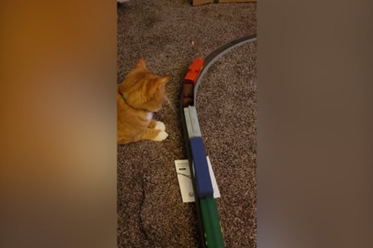 „Nekaltas“ incidentas: kaltininkas net nemėgino sprukti