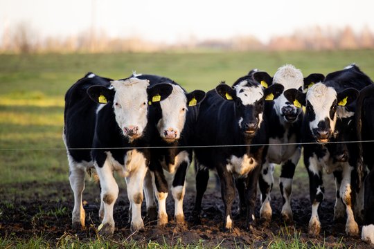 V. Pranckietis: Seimui teikiamas svarstyti Pieno įstatymo projektas yra „tuščias“