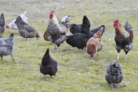 Įspėja saugoti naminius paukščius: paukščių gripas jau paplitęs tarp vandens paukščių