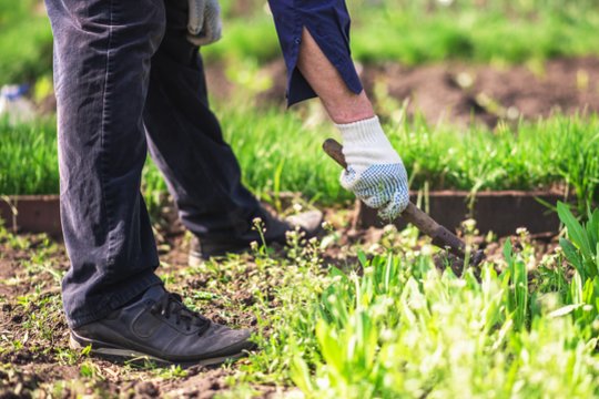 Piktžolės dingsta kone per naktį: paprastas tirpalas, kuris sodininkams palengvina gyvenimą