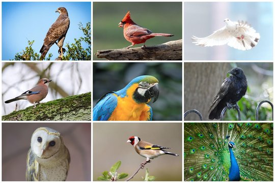 Sielos paukštis pagal gimimo dieną: koks yra jūsų?