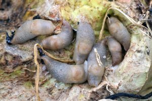 Europai šiemet gresia šliužų antplūdis: mokslininkai perspėja apie žiemos pasekmes