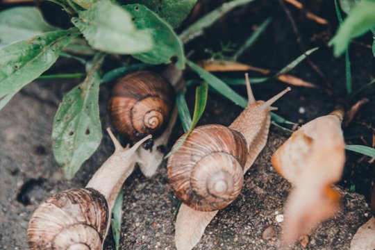 Europai šiemet gresia šliužų antplūdis: mokslininkai perspėja apie žiemos pasekmes