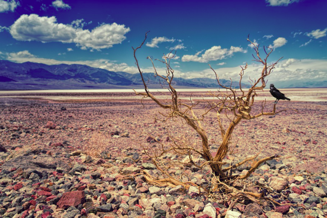 Neįtikėtinas vaizdas: Mirties slėnyje – stulbinantis gamtos stebuklas