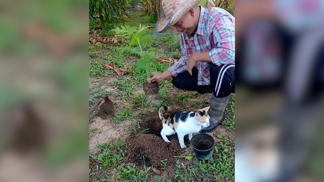 Katė klaidingai pagalvojo, kad ši vieta skirta tualeto reikalams: šeimininkas negalėjo patikėti 