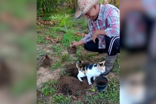 Katė klaidingai pagalvojo, kad ši vieta skirta tualeto reikalams: šeimininkas negalėjo patikėti 