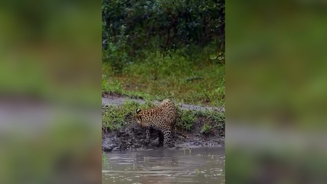 Nesėkminga leopardo medžioklė: klaidingai galvojo, kad jo paties uodega yra pagautas grobis