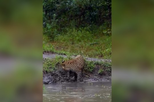 Nesėkminga leopardo medžioklė: klaidingai galvojo, kad jo paties uodega yra pagautas grobis