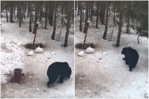 „Meškos pabudo!“: po žiemos miego – pirmosios šių metų lepečkojės