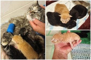 Netoli oro uosto jauna katytė tapo mama: netrukus paaiškėjo, kad jai reikia ypatingos pagalbos