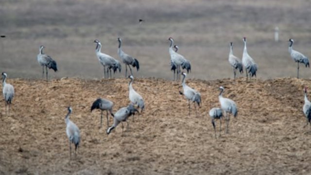 Pamažu bunda ne tik gamta: į Lietuvą grįžta rekordiniai paukščių pulkai
