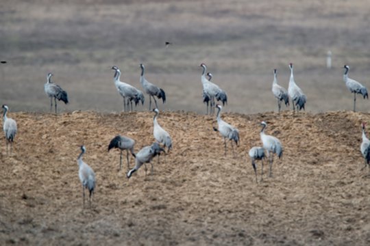 Pamažu bunda ne tik gamta: į Lietuvą grįžta rekordiniai paukščių pulkai