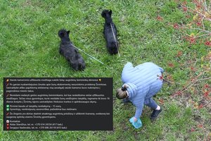 Vienoje savivaldybėje – netikėtai griežti sprendimai dėl šunų paliktų „dovanėlių“: grasina paviešinti vaizdo įrašus