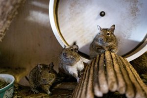 Būrys skirtingo amžiaus degučių trokšta būti pastebėti ir keliauti į namus
