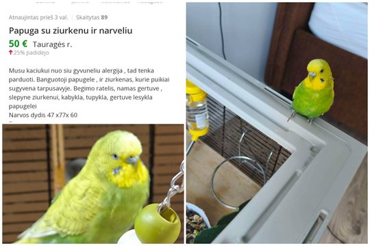 Po skaudžių išbandymų – laimės paieškos: pirštų netekusi papūgėlė meldžia antro šanso