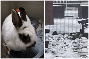 Sužalota ir išsigandusi triušė buvo rasta klaidžiojanti viduržiemį po gyvenvietę: laukia tokių, kurie neišduos