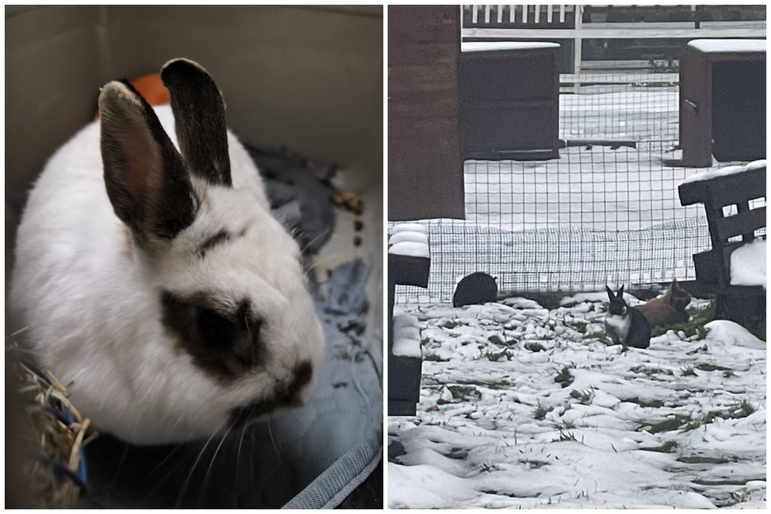 Sužalota ir išsigandusi triušė buvo rasta klaidžiojanti viduržiemį po gyvenvietę: laukia tokių, kurie neišduos