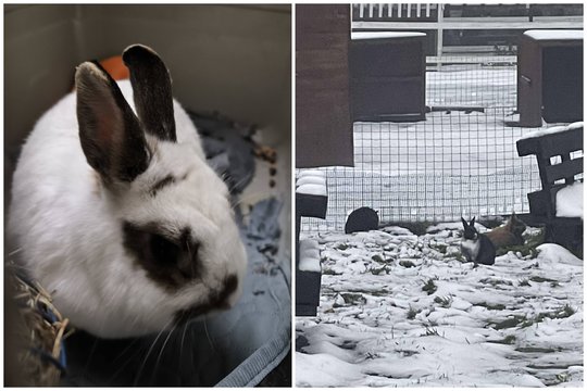 Sužalota ir išsigandusi triušė buvo rasta klaidžiojanti viduržiemį po gyvenvietę: laukia tokių, kurie neišduos