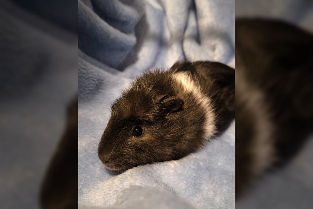 Žiauriai mamos netekęs 2 mėn. našlaitis trokšta namų ir meilės