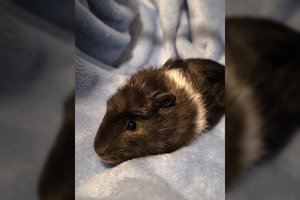 Žiauriai mamos netekęs 2 mėn. našlaitis trokšta namų ir meilės