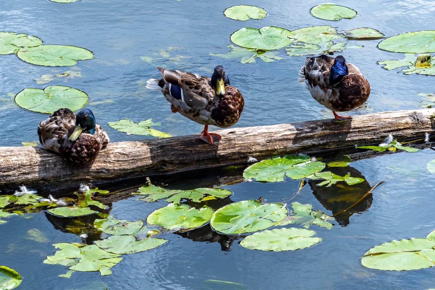 Paukščių gripas nesitraukia. Šiemet paukščių gripo virusas nustatytas 8 Kauno vietose, po vieną – Marijampolėje, Ukmergėje bei Vilniaus rajone, o visai neseniai, kovo 5 d. trys dėl viruso kritusios antys rastos ir Kretingos parke.<br>V.Ščiavinsko nuotr.