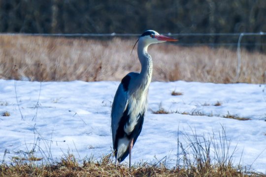 „Žinovų klubo“ testas. Ką žinote apie Lietuvos gyvenvietes iš D ir E raidžių?