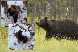 Estai rimtai nustebo: dronu ieškojo dingusio žmogaus, o rado ką tik nubudusį lokį
