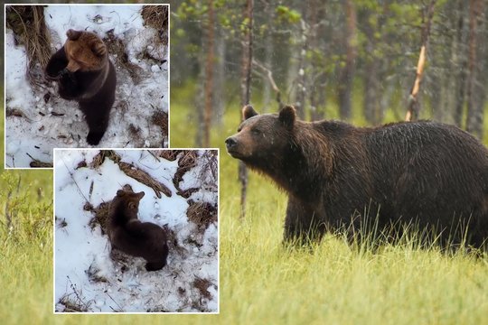 Estai rimtai nustebo: dronu ieškojo dingusio žmogaus, o rado ką tik nubudusį lokį