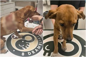 Nesuvokiama net visko mačiusiems: girti šeimininkai peiliu subadė šunį